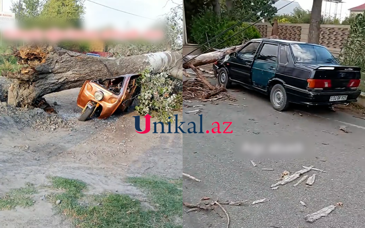 Ağcabədidə maşının, Zərdabda "Muravey"in üzərinə ağac aşdı - VİDEO